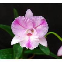 Gtx Fernanda Haje Splash - AD