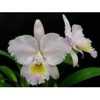 Cattleya Trianae Concolor  - AD 
