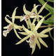 Miltonia Flavescens - Corte