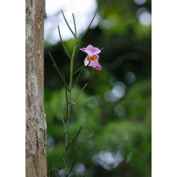 Vanda Teres - AD
