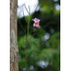 Vanda Teres - AD