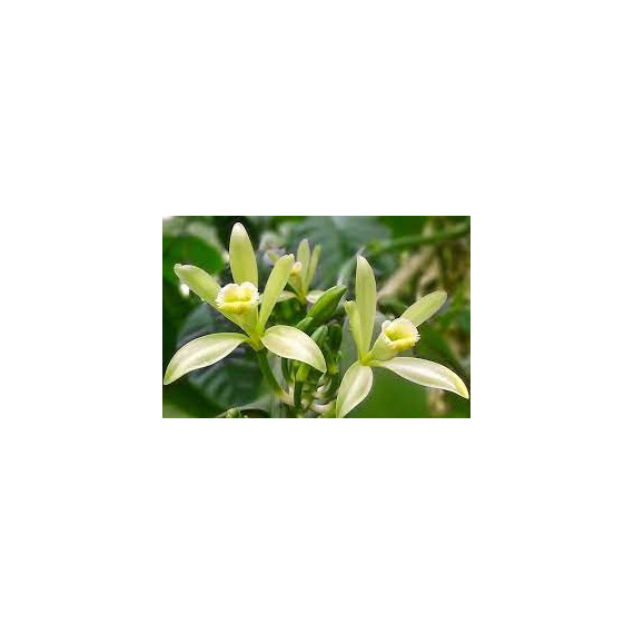Vanilla Planifolia (Baunilha)- 30 a 40 cm