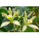Vanilla Planifolia (Baunilha)- 30 a 40 cm