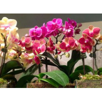 Mini Phalaenopsis unidade (Haste Floral)