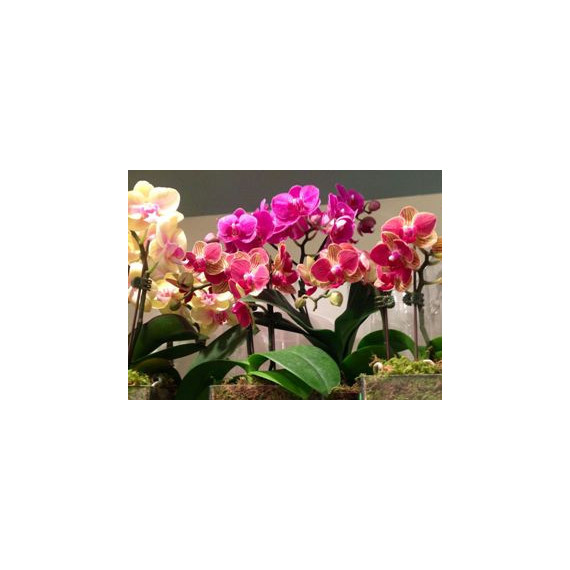 Mini Phalaenopsis unidade (Haste Floral)