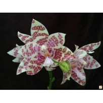 Phalaenopsis Violácea - Ad