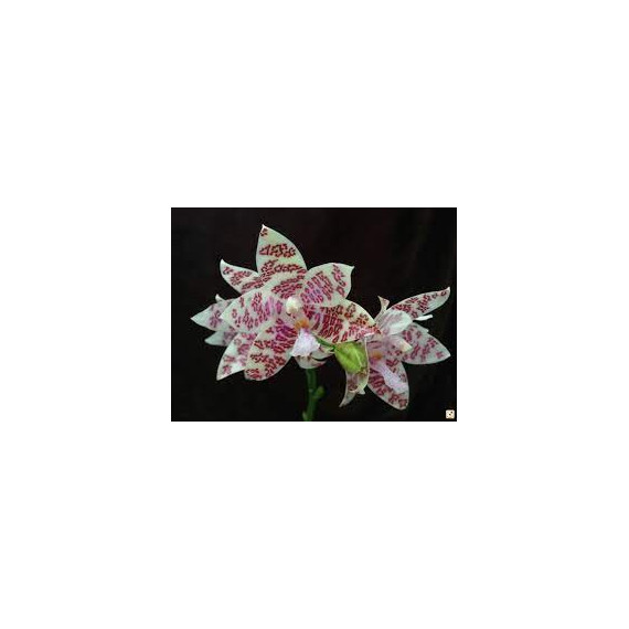 Phalaenopsis Violácea - Ad