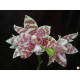 Phalaenopsis Violácea - Ad