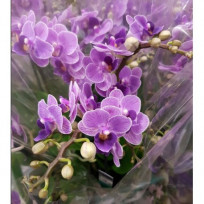 Doritaenopsis  Violet Queen (Haste Floral)