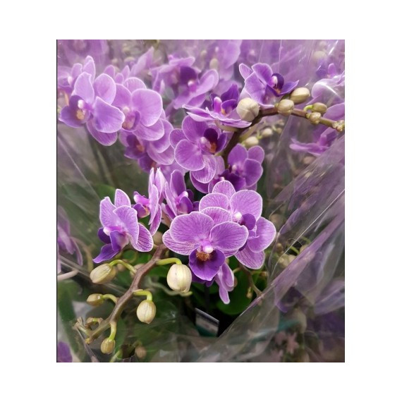 Doritaenopsis  Violet Queen (Haste Floral)