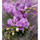 Doritaenopsis  Violet Queen (Haste Floral)