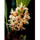 Xylobium Variegatum