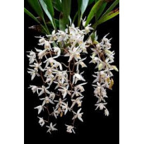 Coelogyne Flacida (Corte)