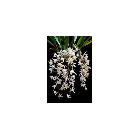 Coelogyne Flacida (Corte)