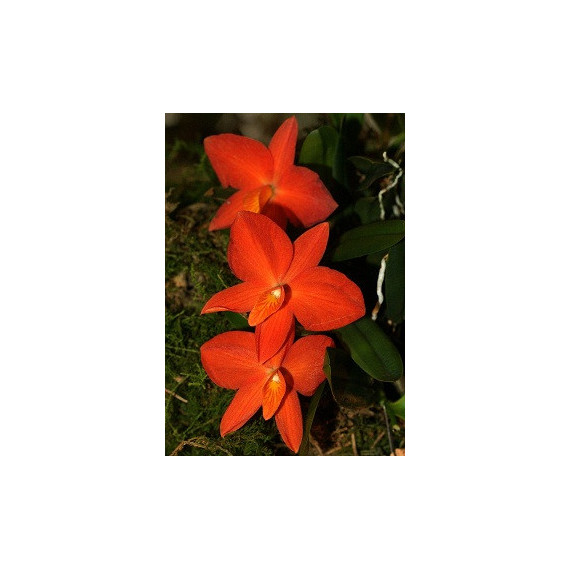 Sophronits var Grandflora - AD