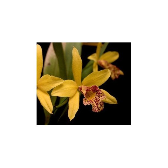 Lc. Golden Tang H&R - AD