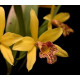 Lc. Golden Tang H&R - AD