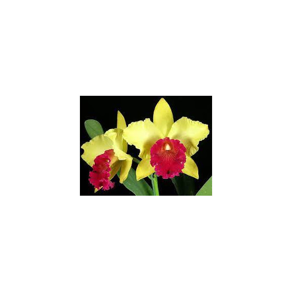 Blc Alma Kee Tipmalle - AD