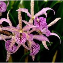 Bc. Maikai Louise  - AD