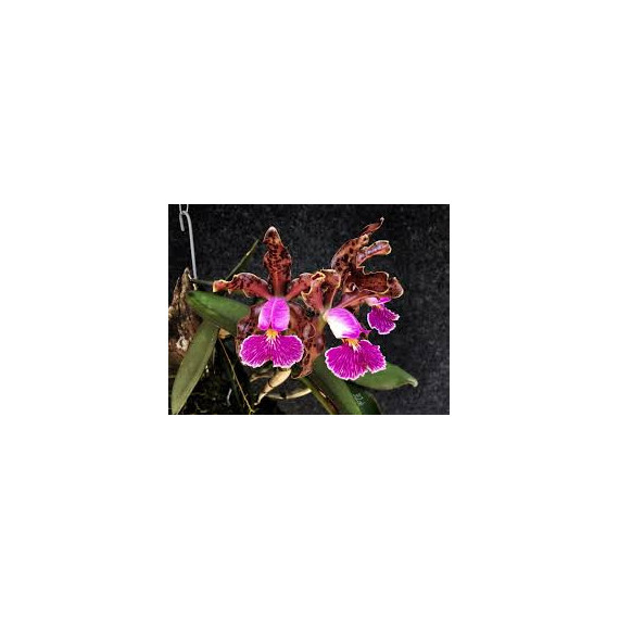 Cattleya Schilleriana Tipo - NBS