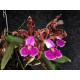 Cattleya Schilleriana Tipo - NBS