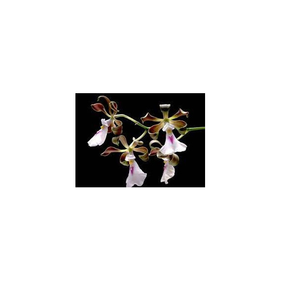 Encyclia Cordigera - AD