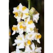 Doritis Pulcherrima var. Aquini - AD