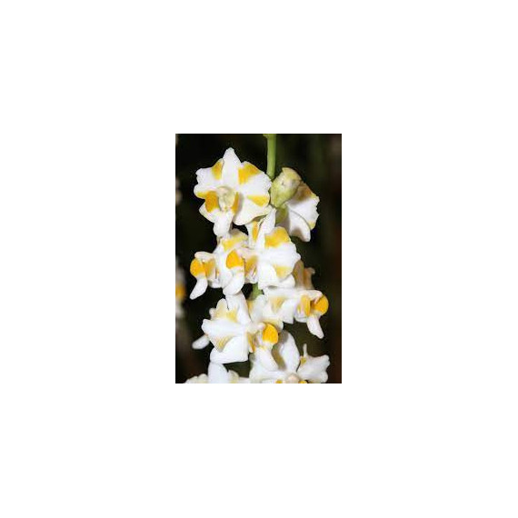 Doritis Pulcherrima var. Aquini - AD