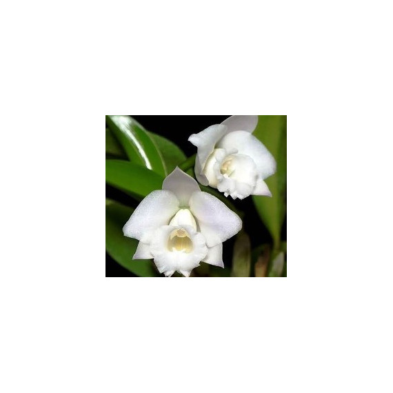 Laelia Alaorii var. Alba  - Sdl
