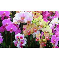 Phalaenopsis Albufeira (Haste Floral)
