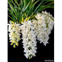 Cymbidium  Sarah Jean Ice Cascade - T3