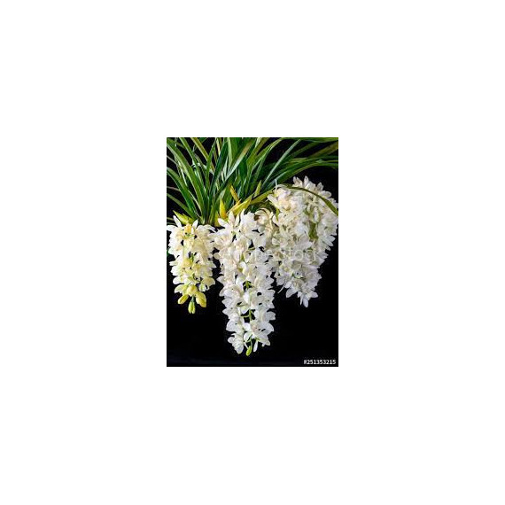 Cymbidium  Sarah Jean Ice Cascade - T3