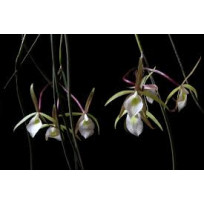 Brassavola Tuberculata - NBS