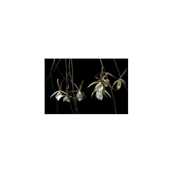 Brassavola Tuberculata - NBS