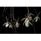 Brassavola Tuberculata - NBS