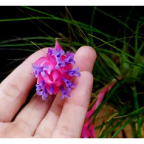 Tilandsia Stricta