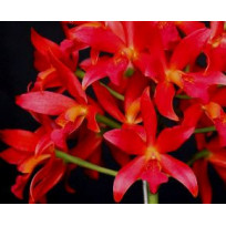Lc. Trick or Treat Red ( Em Floração)