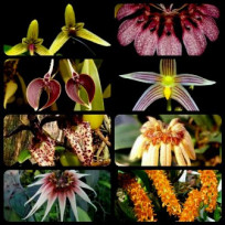 Bulbophyllum (8 a 10 bulbos) 