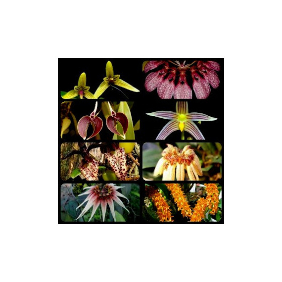 Bulbophyllum (8 a 10 bulbos) 