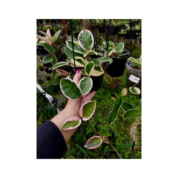 Flor de Cera Variegata (Hoya)