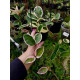 Flor de Cera Variegata (Hoya)