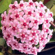 Flor de Cera Variegata (Hoya)
