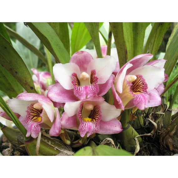Bifrenaria Harrisoniae (Corte)