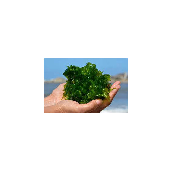 Fertilizante Algas Marinhas Concentrado  - 100 ml