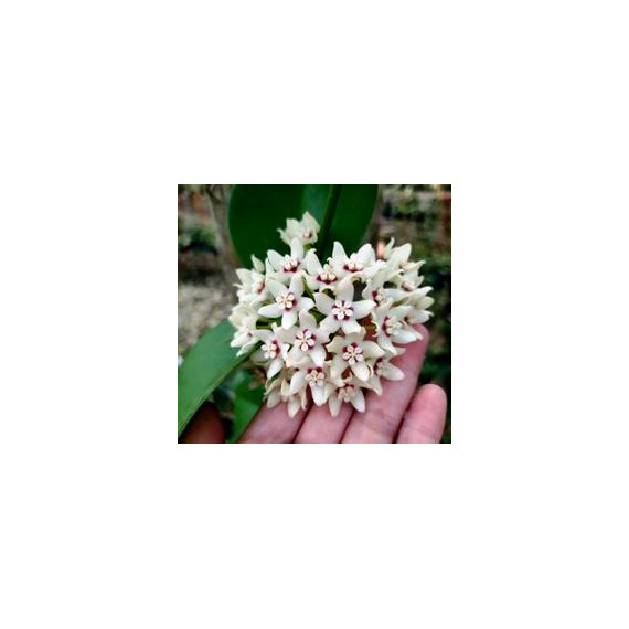 Hoya Australis - Adulta