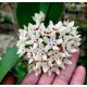 Hoya Australis - Adulta