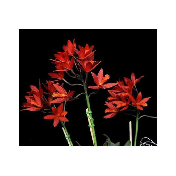 Lc. Blazing Treat Orange (Haste Floral)