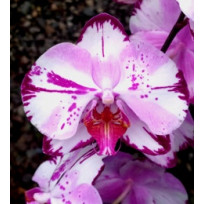 Phalaenopsis Taiwan Pink Cat - AD