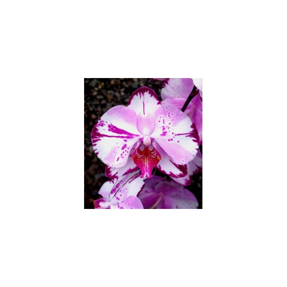 Phalaenopsis Taiwan Pink Cat - AD