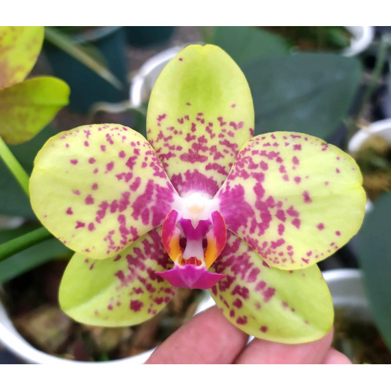 Phalaenopsis Brother Canary (Em Floração)